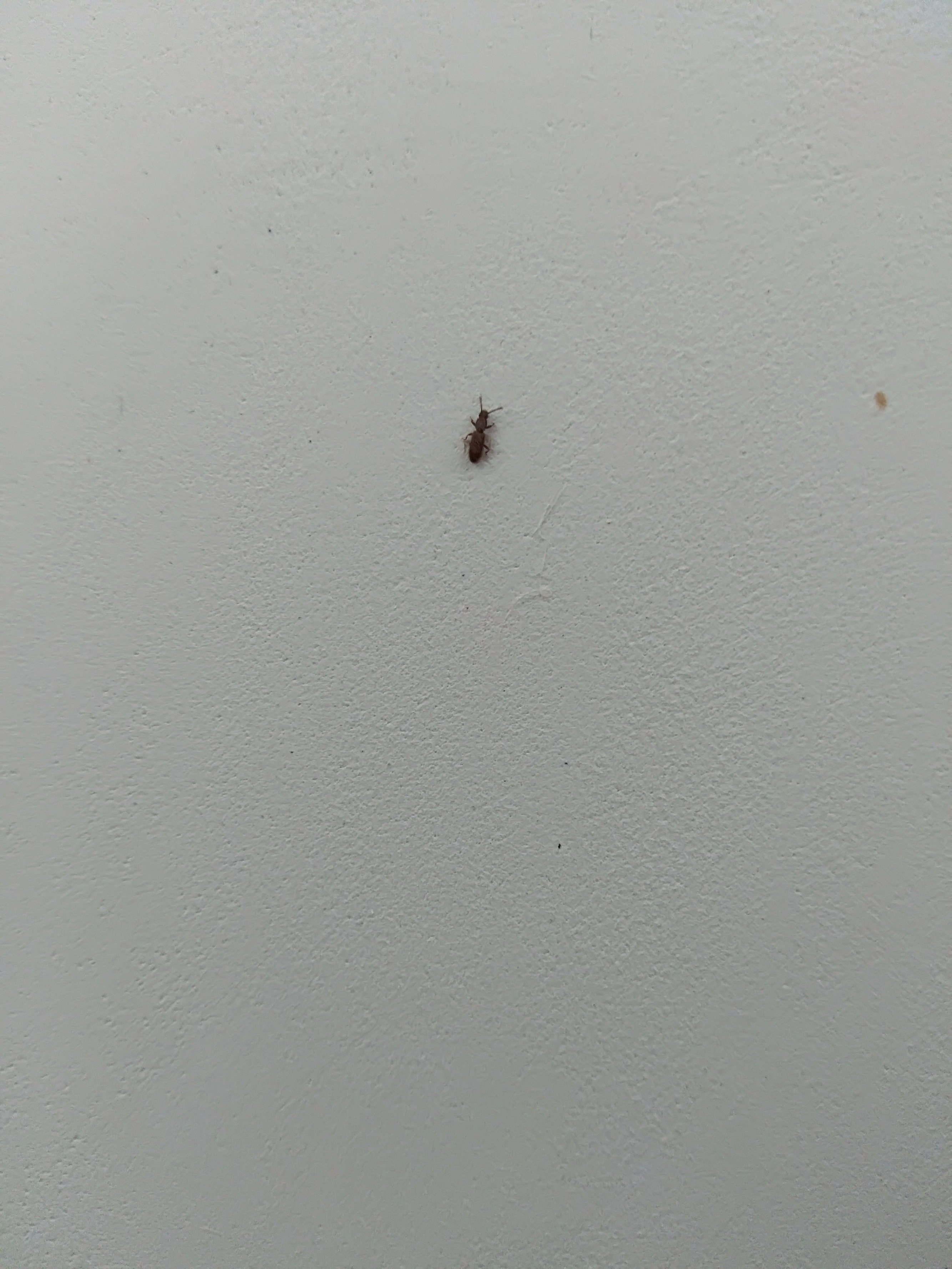 Маленький коричневый жучок в квартире: фото