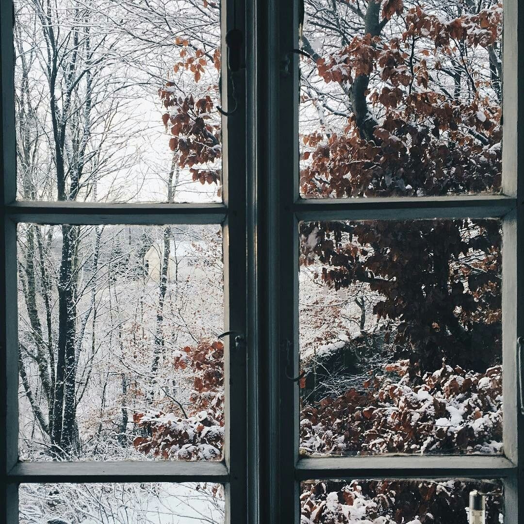 Зимний лес за окном