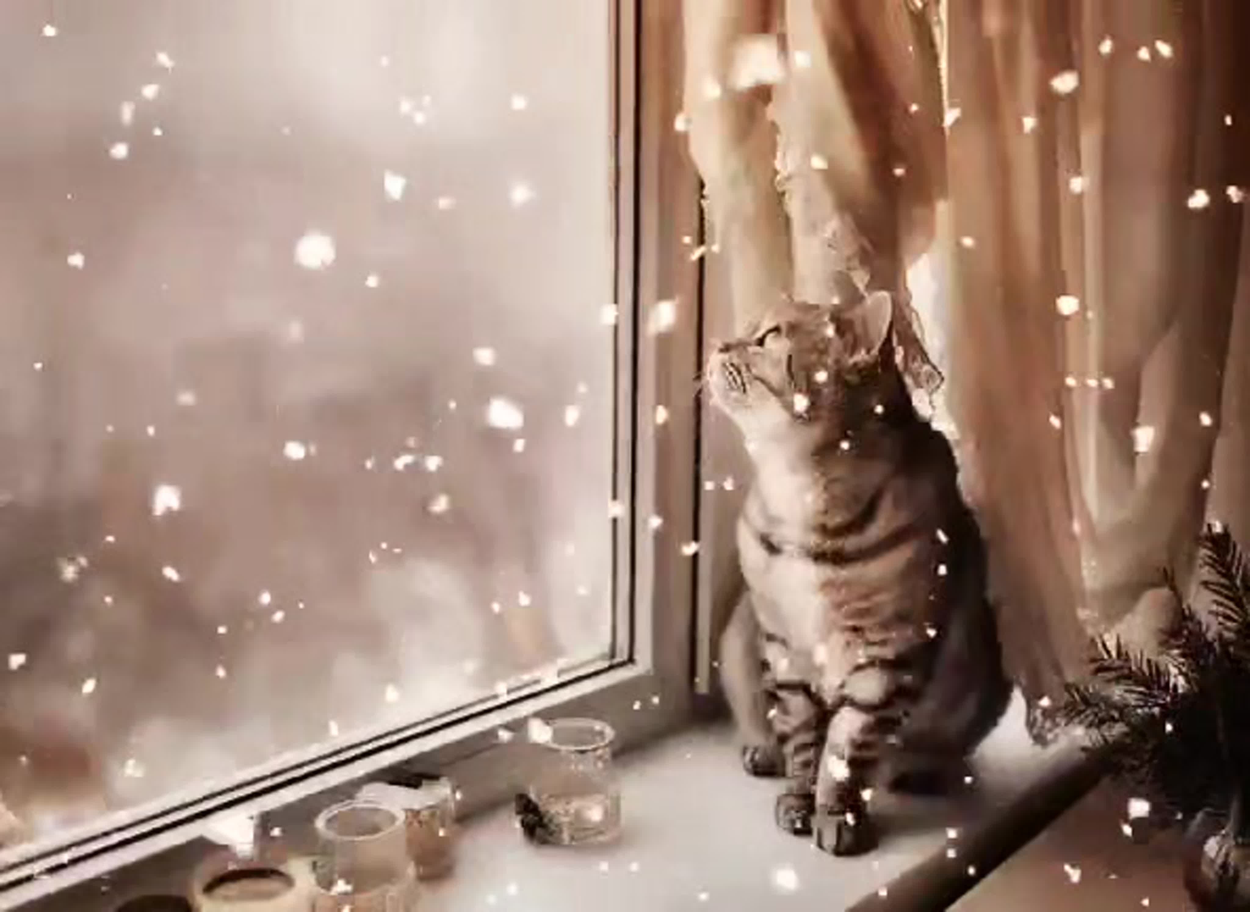 Там снежок. Снег за окном. Кот на окне. Падает снег за окном. Кот на окне а за окном снег.