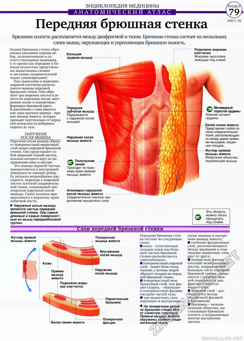 Толстая брюшная стенка. Мышцы живота послойно анатомия. Переднебоковая стенка живота мышцы. Слои мышц передней брюшной стенки живота. Глубокие мышцы брюшной полости.