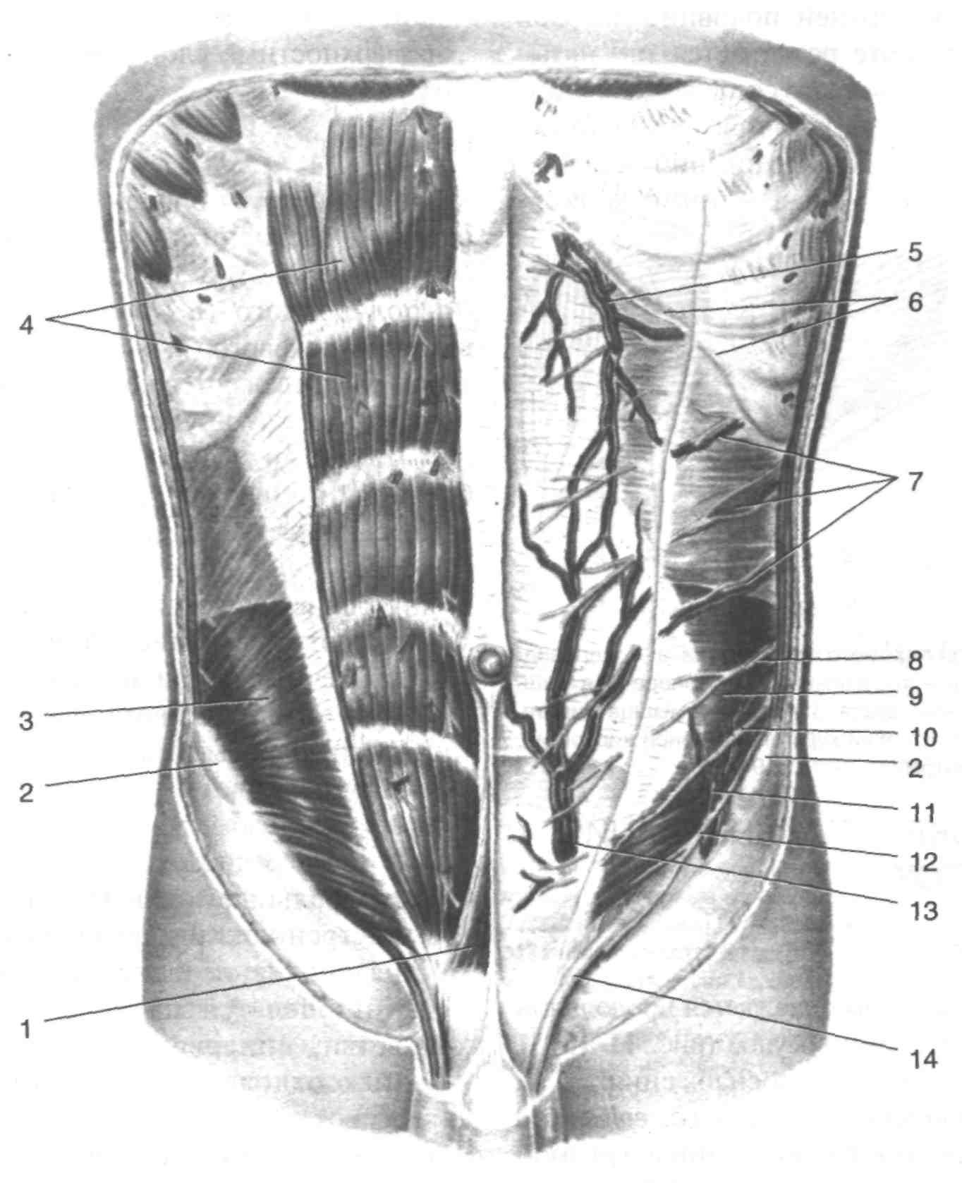 Толстая брюшная стенка. Переднебоковая стенка живота мышцы. Иннервация мышц брюшной стенки. Переднебоковая стенка живота топографическая анатомия. Мышцы брюшной стенки анатомия.