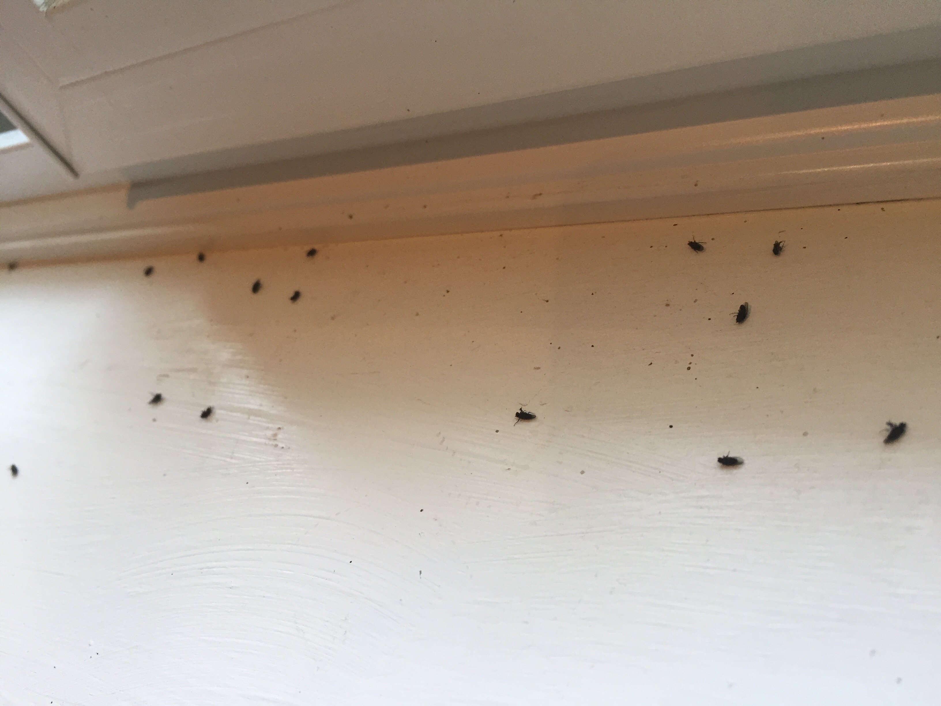 Появились мухи в квартире