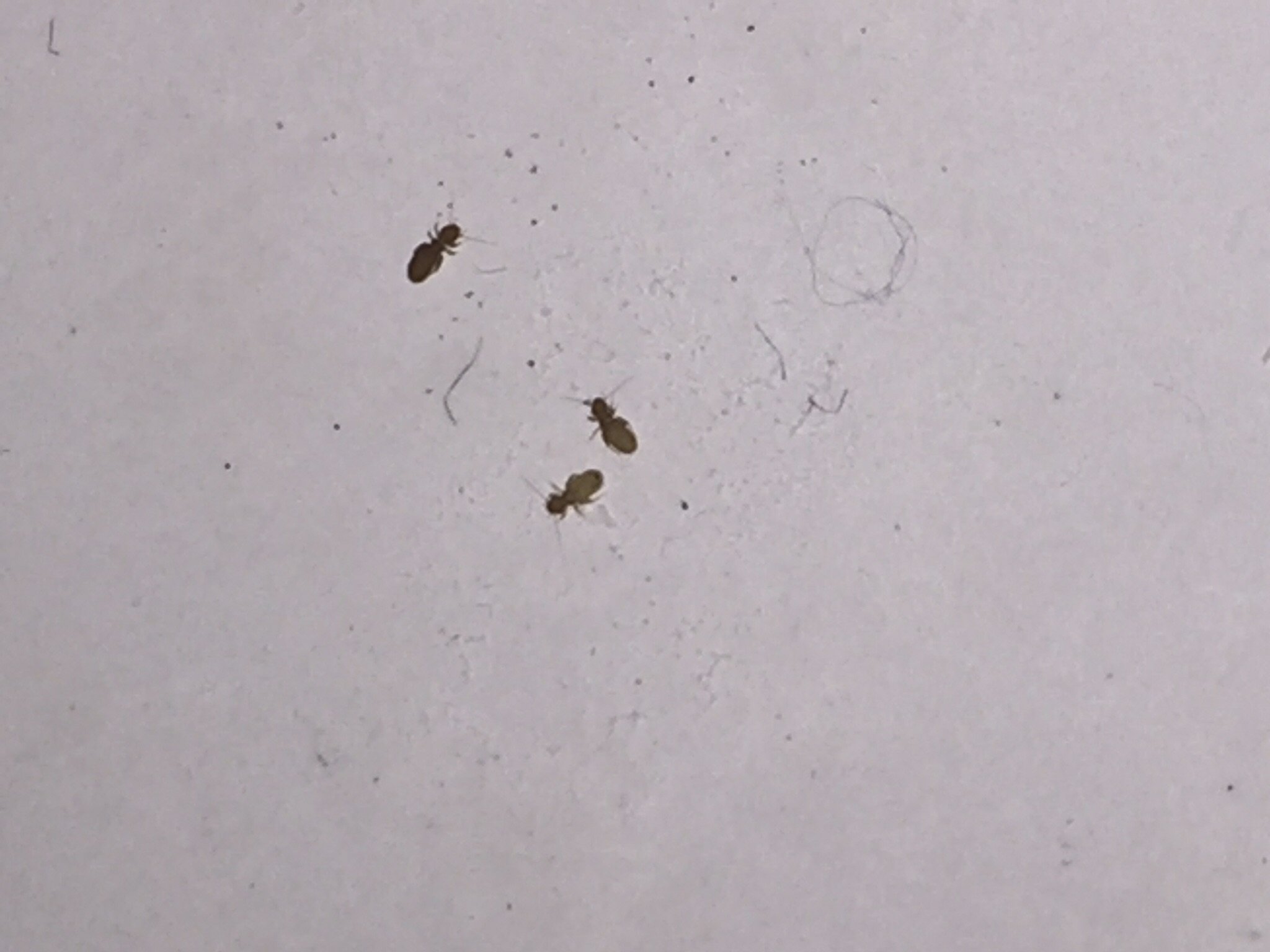 Мошки в квартире. Tiny Black Bugs in Kitchen. Tiny Black Bugs in Kitchen Countertop.