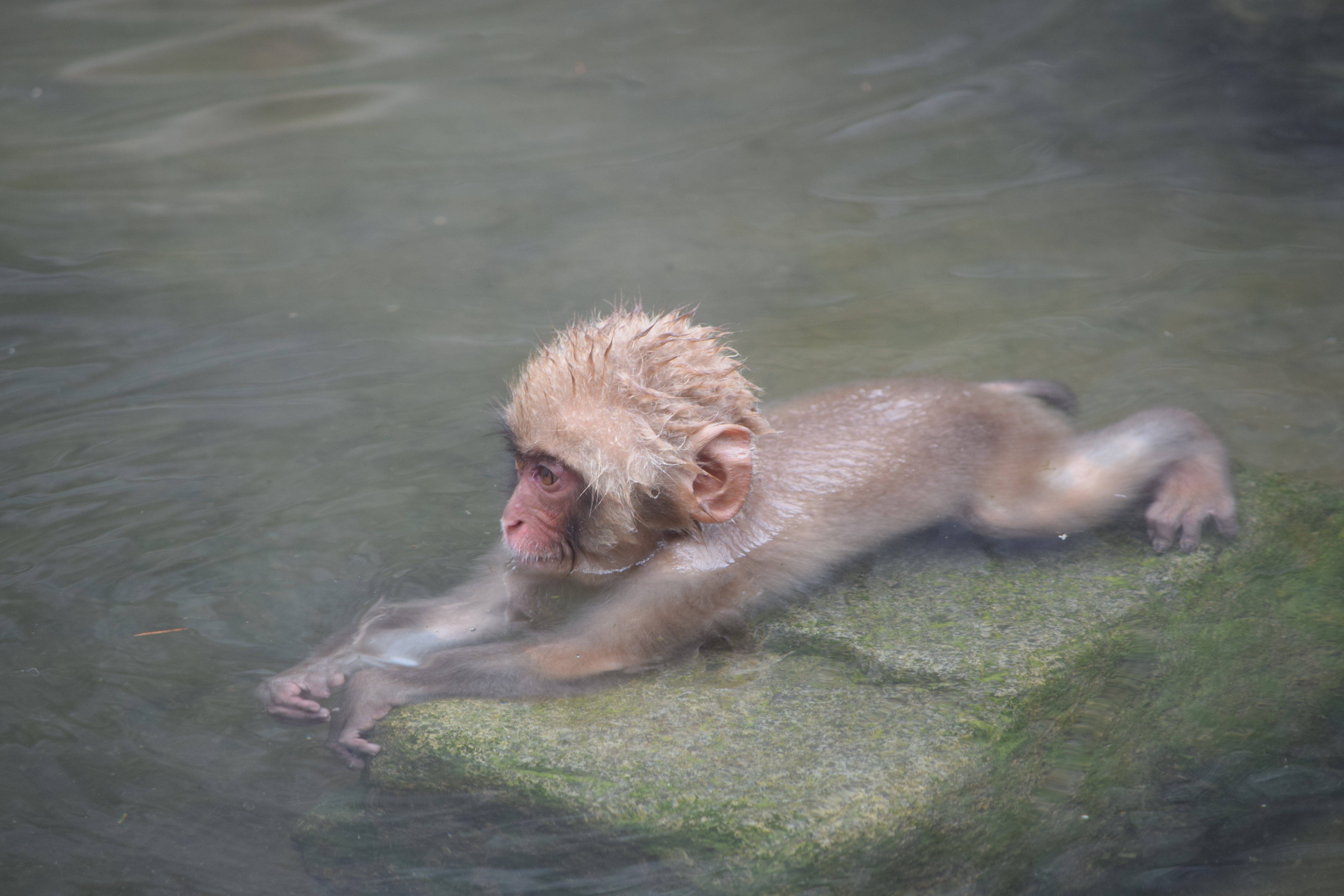 Шимпанзе плавает. Водоплавающие обезьяны. Морская обезьяна. Обезьяна плавает. Обезьянка в воде.