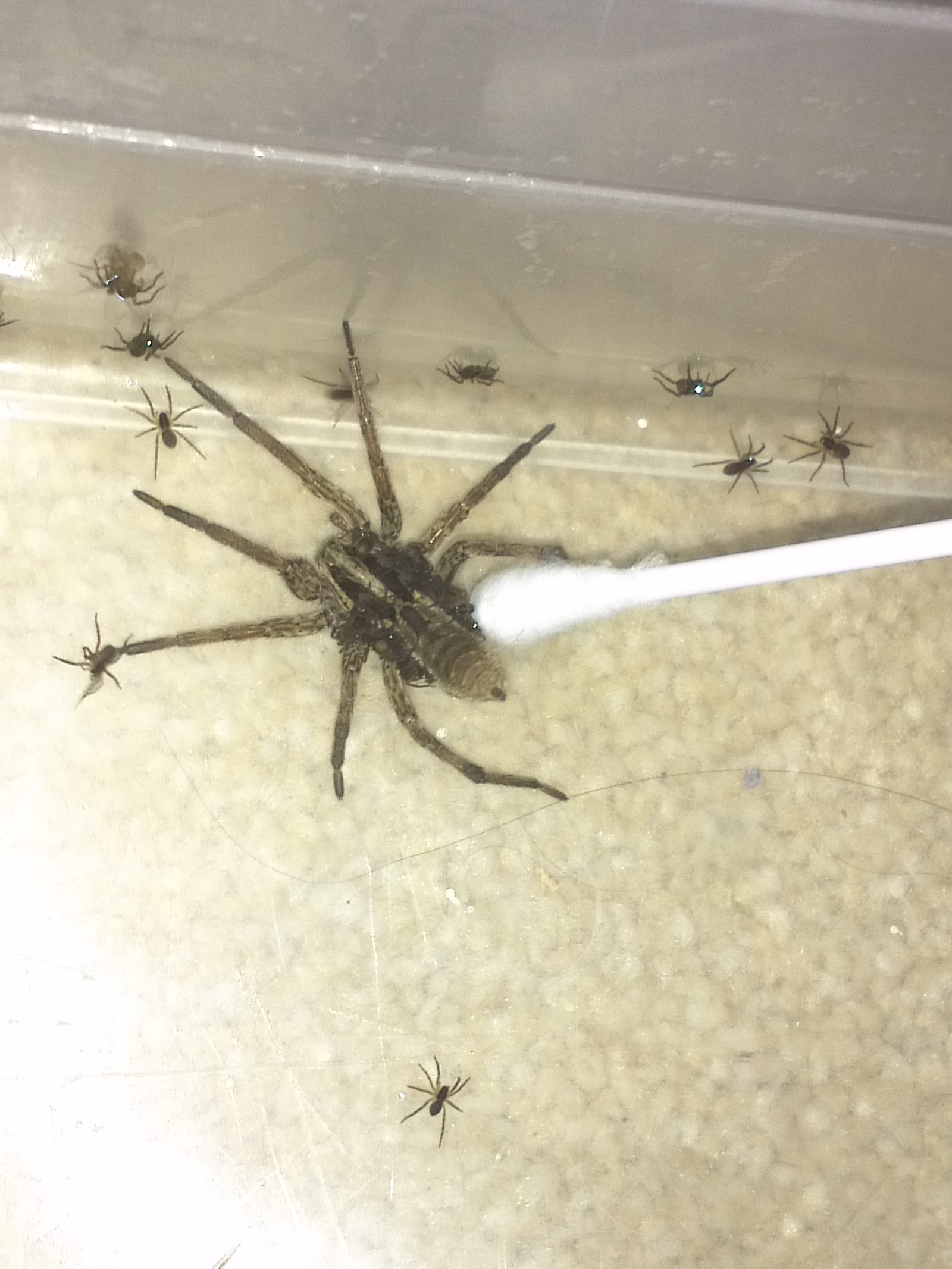 Паук вечером на кухне примета. Огромные домашние пауки. Большие пауки в квартире. Маленькие пауки в доме. Паук маленький в квартире.