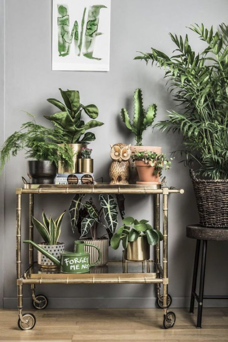 Полезные комнатные растения для квартиры