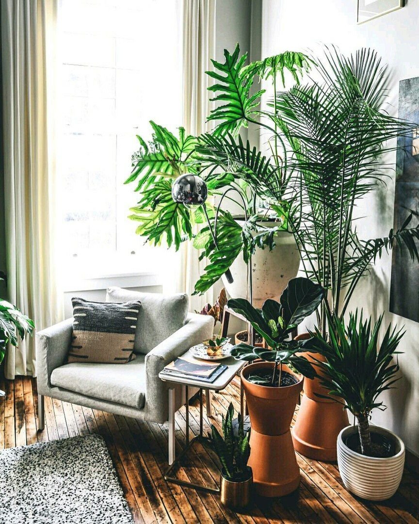 Пальма в квартире