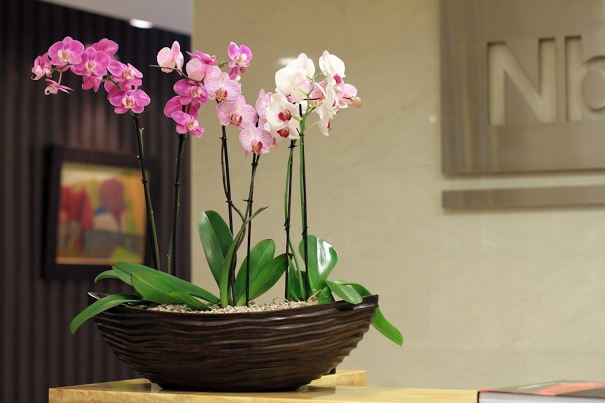 Место для орхидеи в квартире