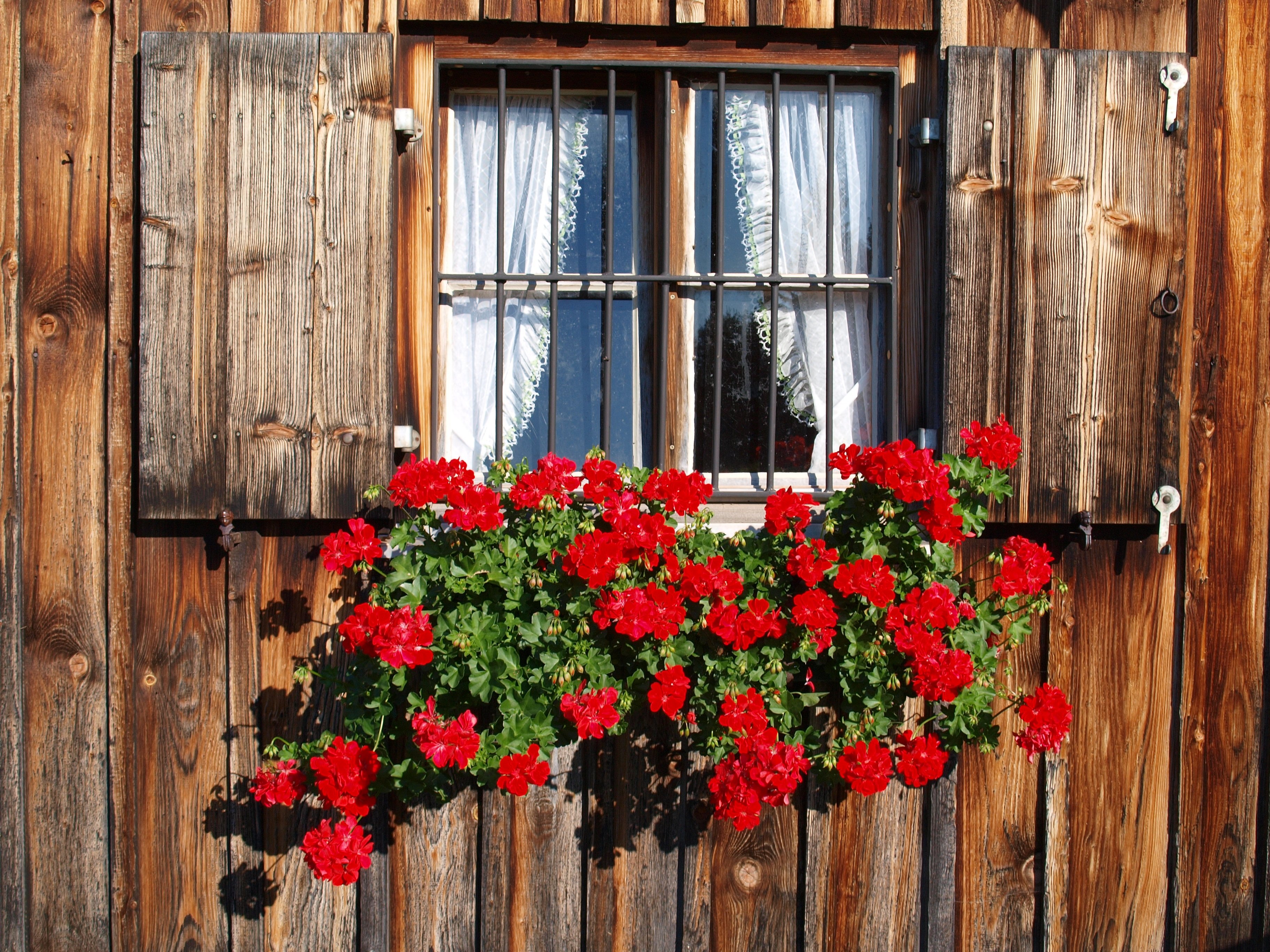 Подарить цветы в окно. Старинные окна с цветами. Окно с цветами. Герань на окне. Деревенское окно с цветами.