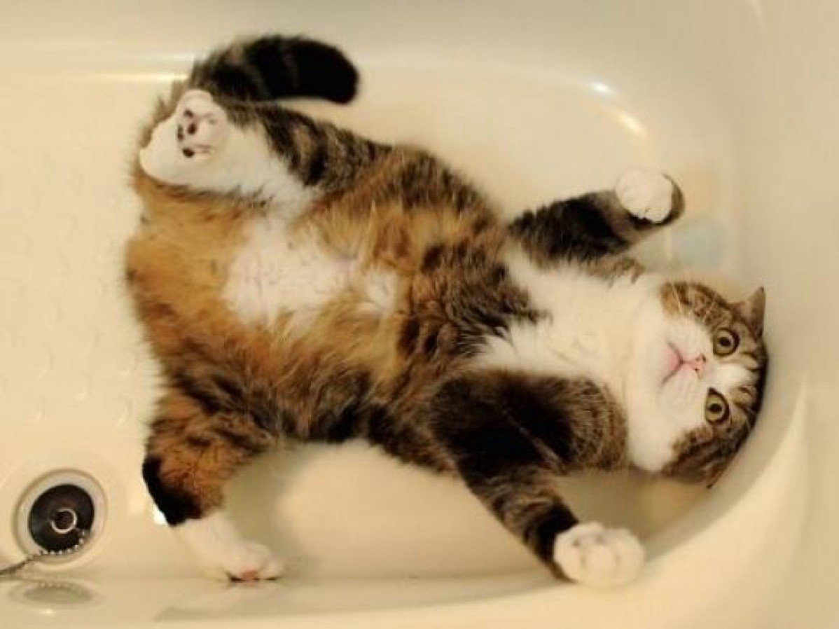 Котик в ванне. Котик в ванной. Котенок в ванной. Кот в ванне. Котейка в ванне.