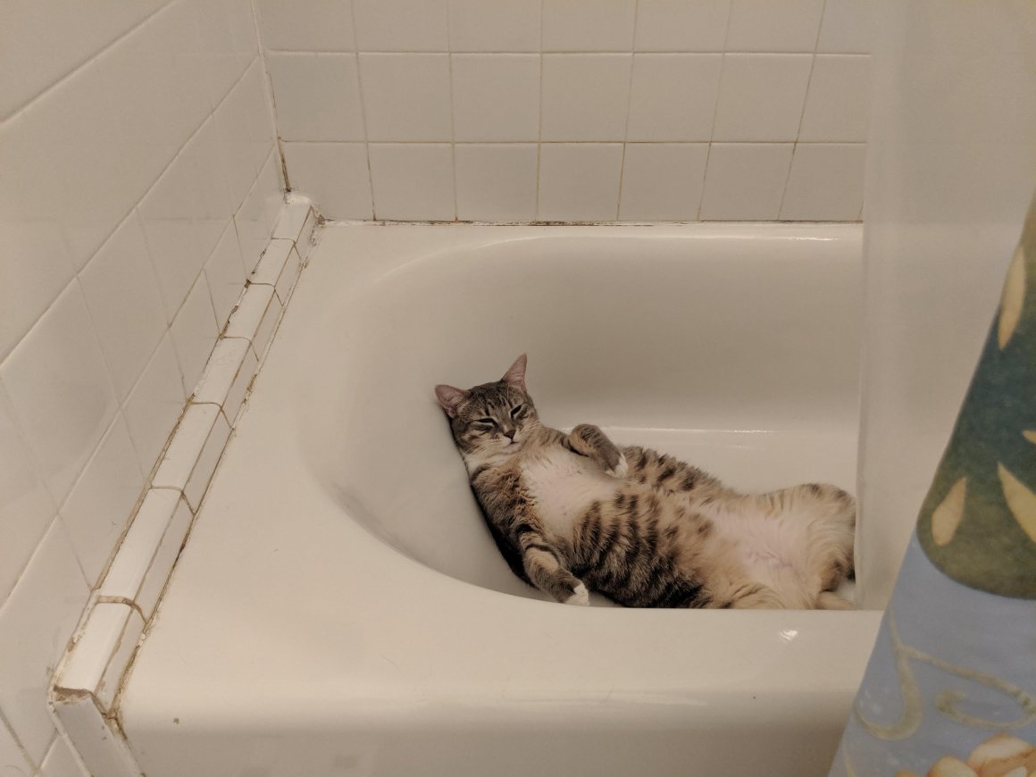 Котик в ванне. Котик в ванной. Кошка в ванной. Катик в ванной. Смешной кот в ванной.
