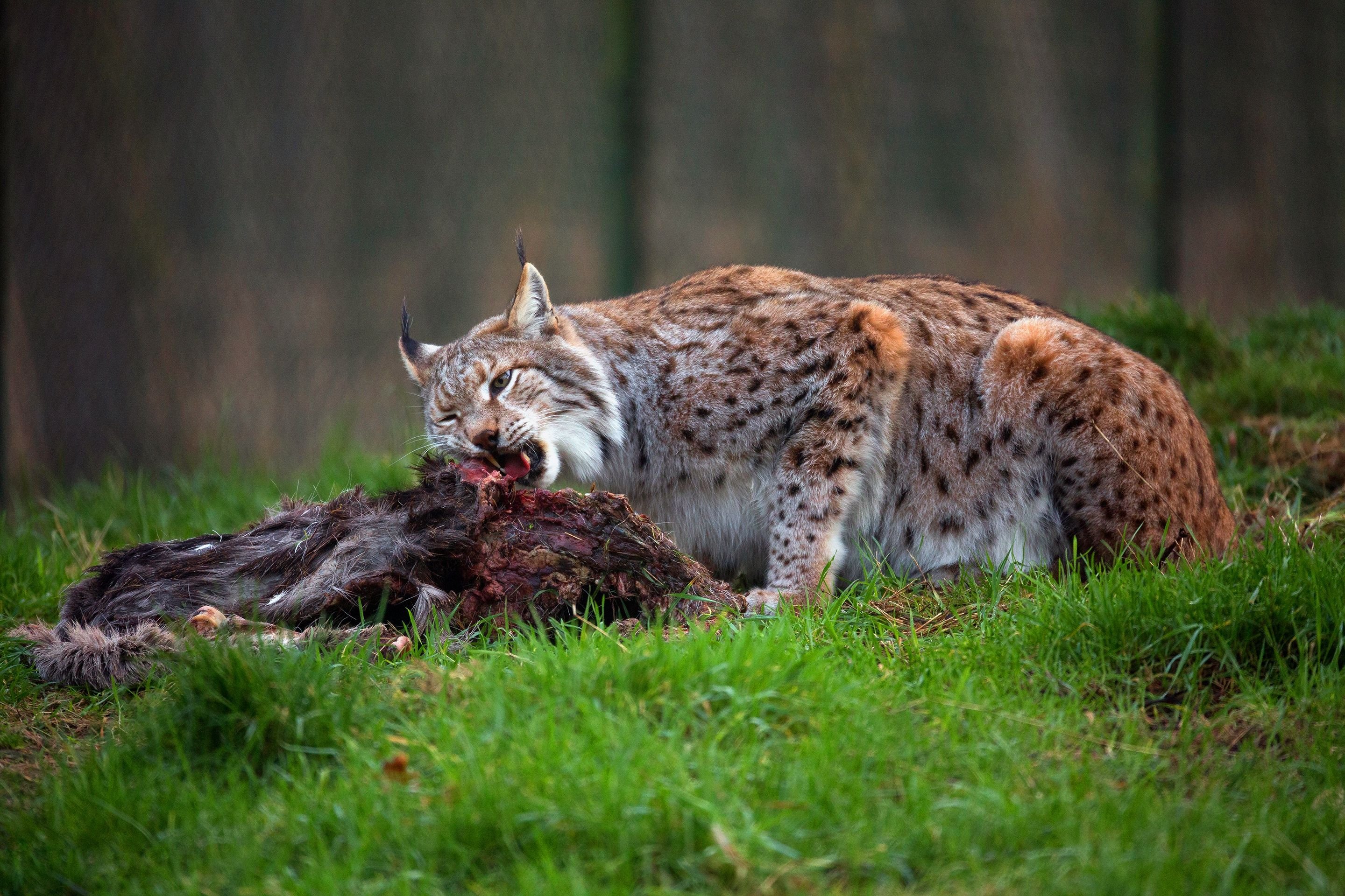 Рысь мышь. Обыкновенная Рысь Lynx Lynx. Беловежская пуща Рысь. Рысь Лесная кошка. Рысь обыкновенная на охоте.