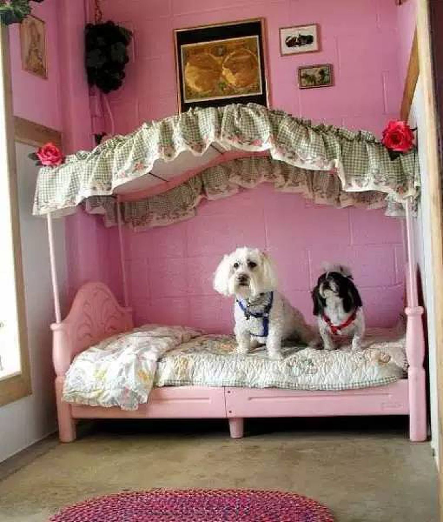 The petting room. Комната для собак. Домик для собаки в квартиру. Собака в спальне. Интерьер комнаты для собаки.