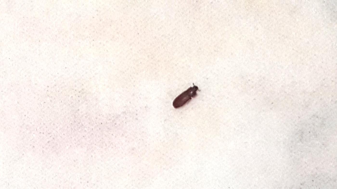 Белые насекомые в ванной, маленькие жучки название +фото, как избавиться