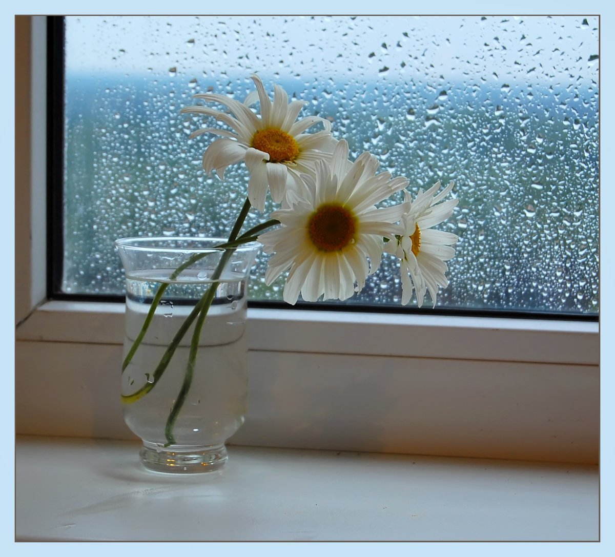 Доброе утро дождливое весеннее картинки. Букет ромашек на окне. Ромашки в вазе на окне. Цветы в вазе на окне. Ромашки в вазе на подоконнике.