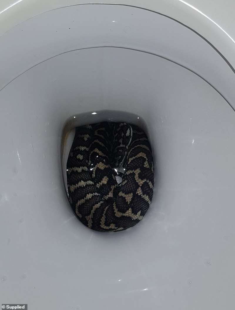 Как какает змея фото. Питон в туалете в Австралии. Змея выползла из унитаза.