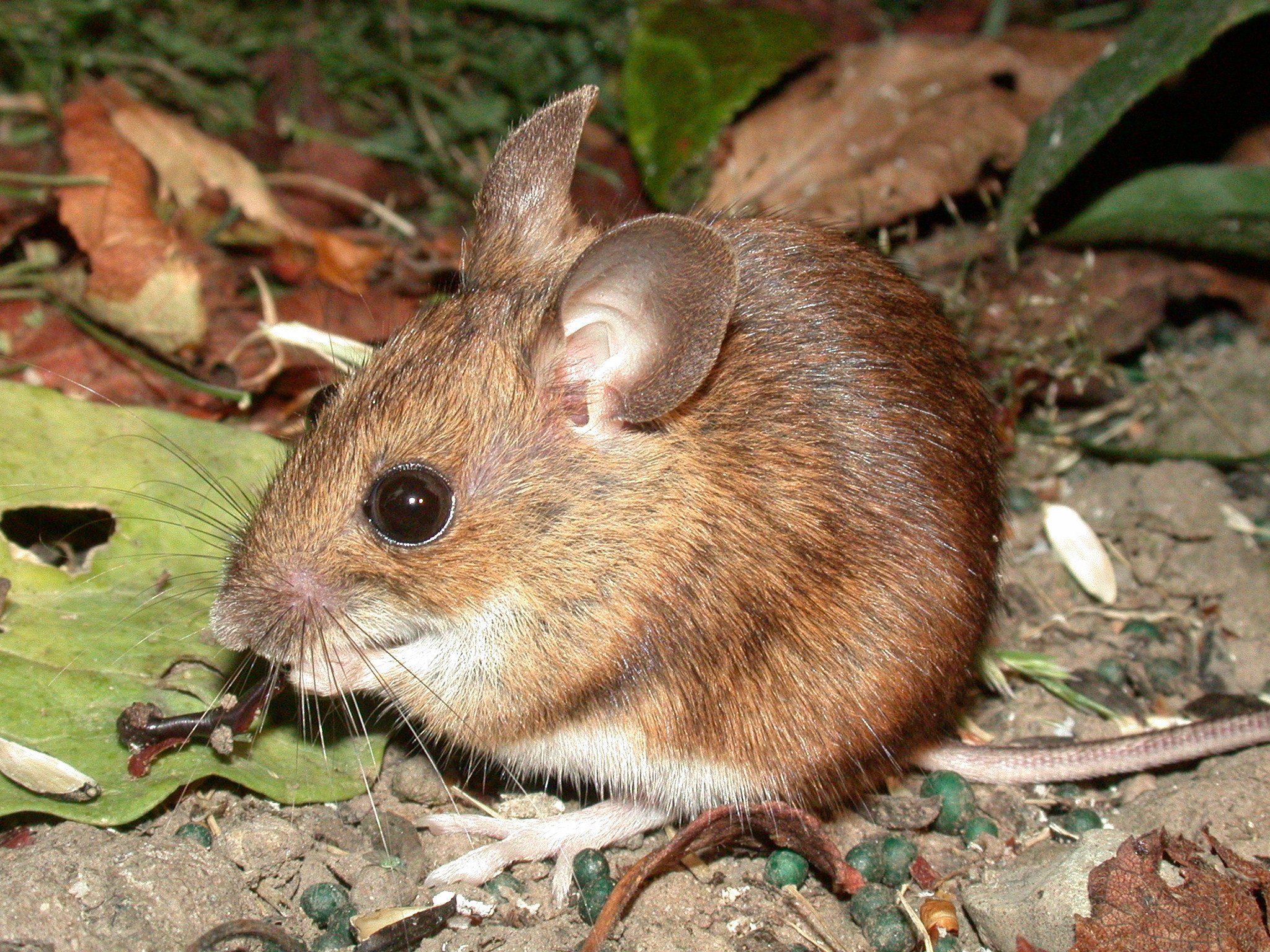 Мыши живущие в лесу. Желтогорлая мышь. Восточноазиатская мышь Apodemus peninsulae Thomas, 1907. Apodemus uralensis. Лесная мышь.