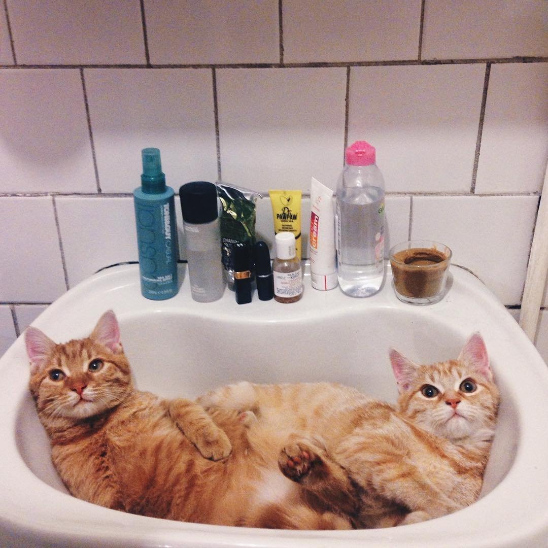 Котик в ванне. Кошка Ван. Котик в ванной. Кошка в ванной. Катик в ванной.