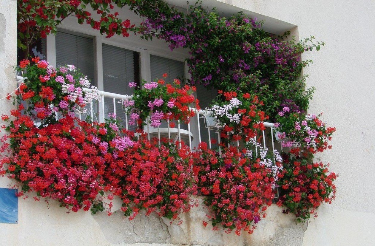 Цветы на балконе: идеи и секреты красочных галерей | Фото балконных цветов | пластиковыеокнавтольятти.рф