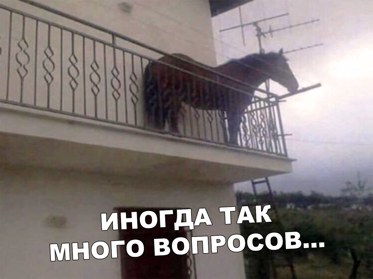 После такого хочется выйти на улицу подышать. Конь на балконе. Juan конь на балконе. Лошадь на балконе Мем. Конь в подъезде.