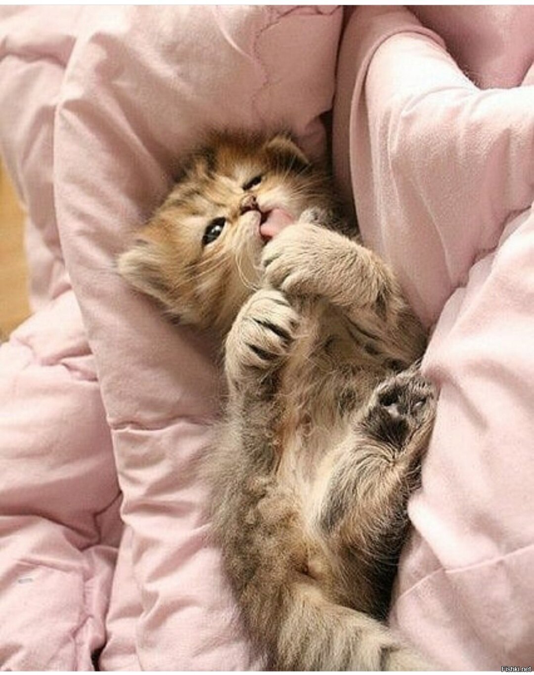 Смотрит киску спящей. Спящие котята. Сонный котенок. Кот в кровати.