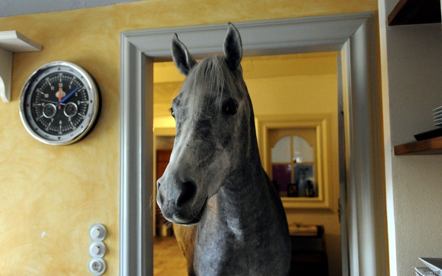 Лошадь в квартире. Домашняя лошадь. Конь дома. Домик для лошадки.
