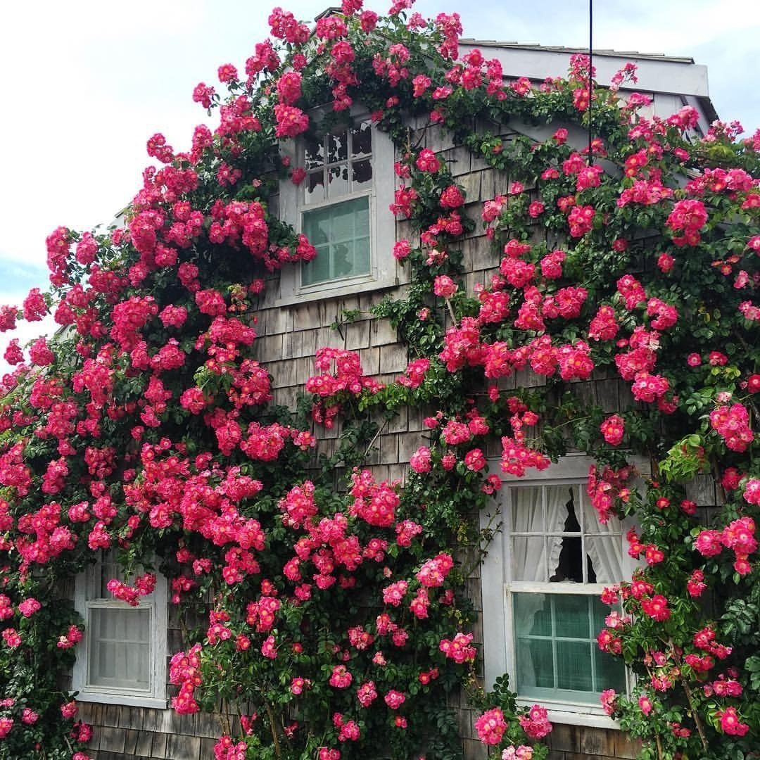 Плетистая роза на балконе - 70 фото