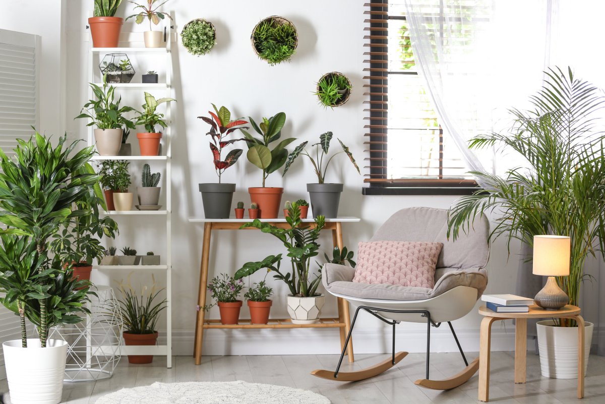Лучшие комнатные растения для дома