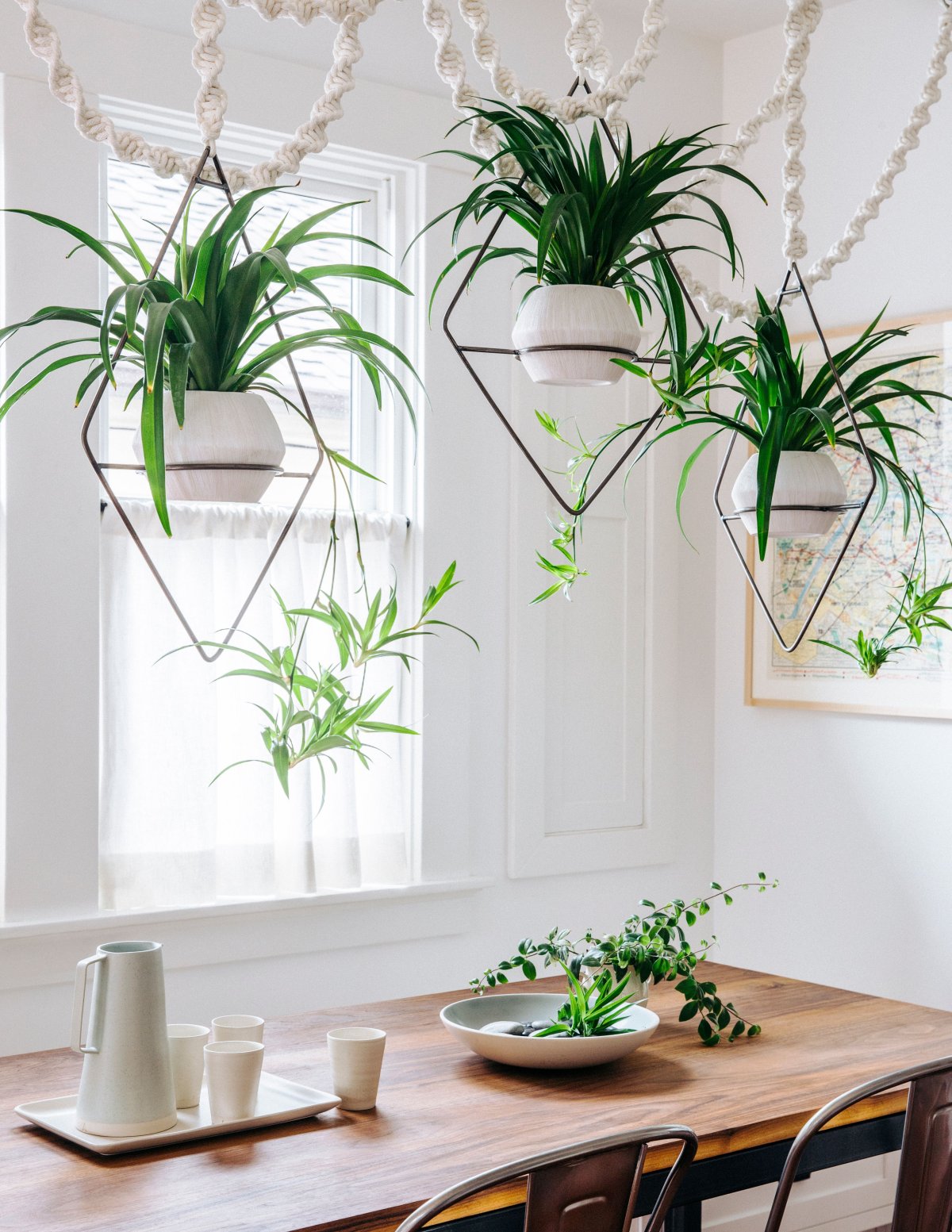 Самые неприхотливые комнатные растения для квартиры