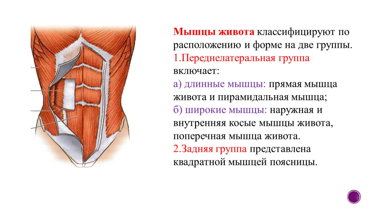 Мышцы передней брюшной стенки
