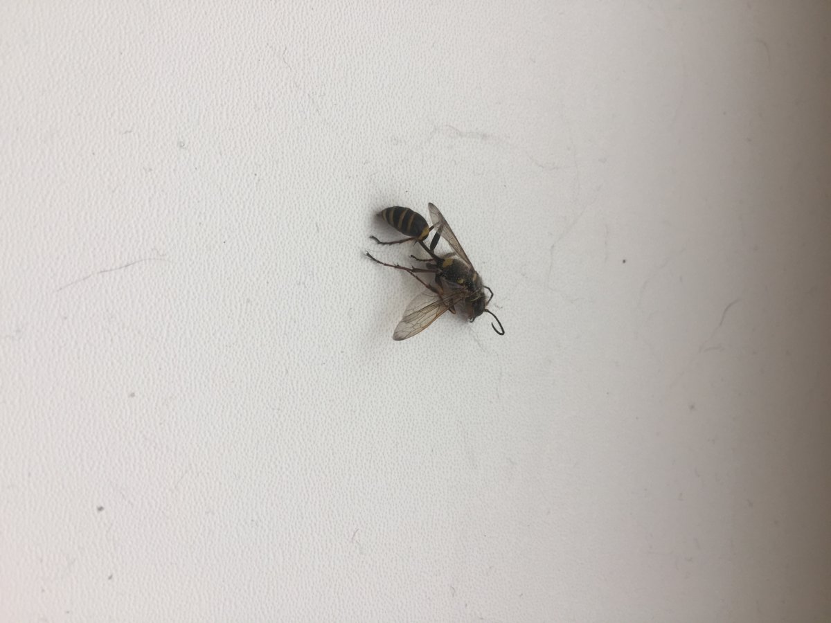 Плоская муха в квартире