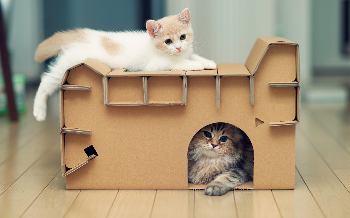 Дом для котят