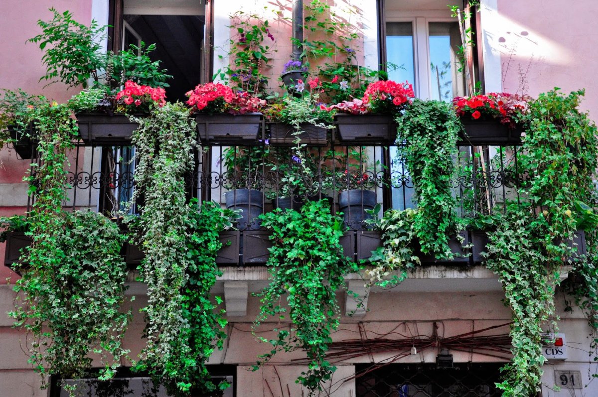 Ампельные цветы для балкона