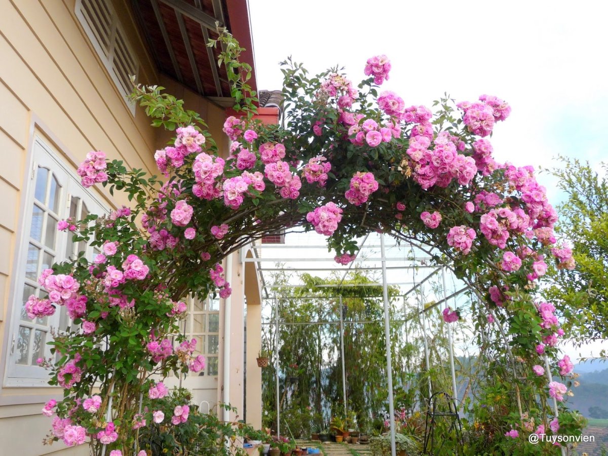 Плетистая роза на балконе