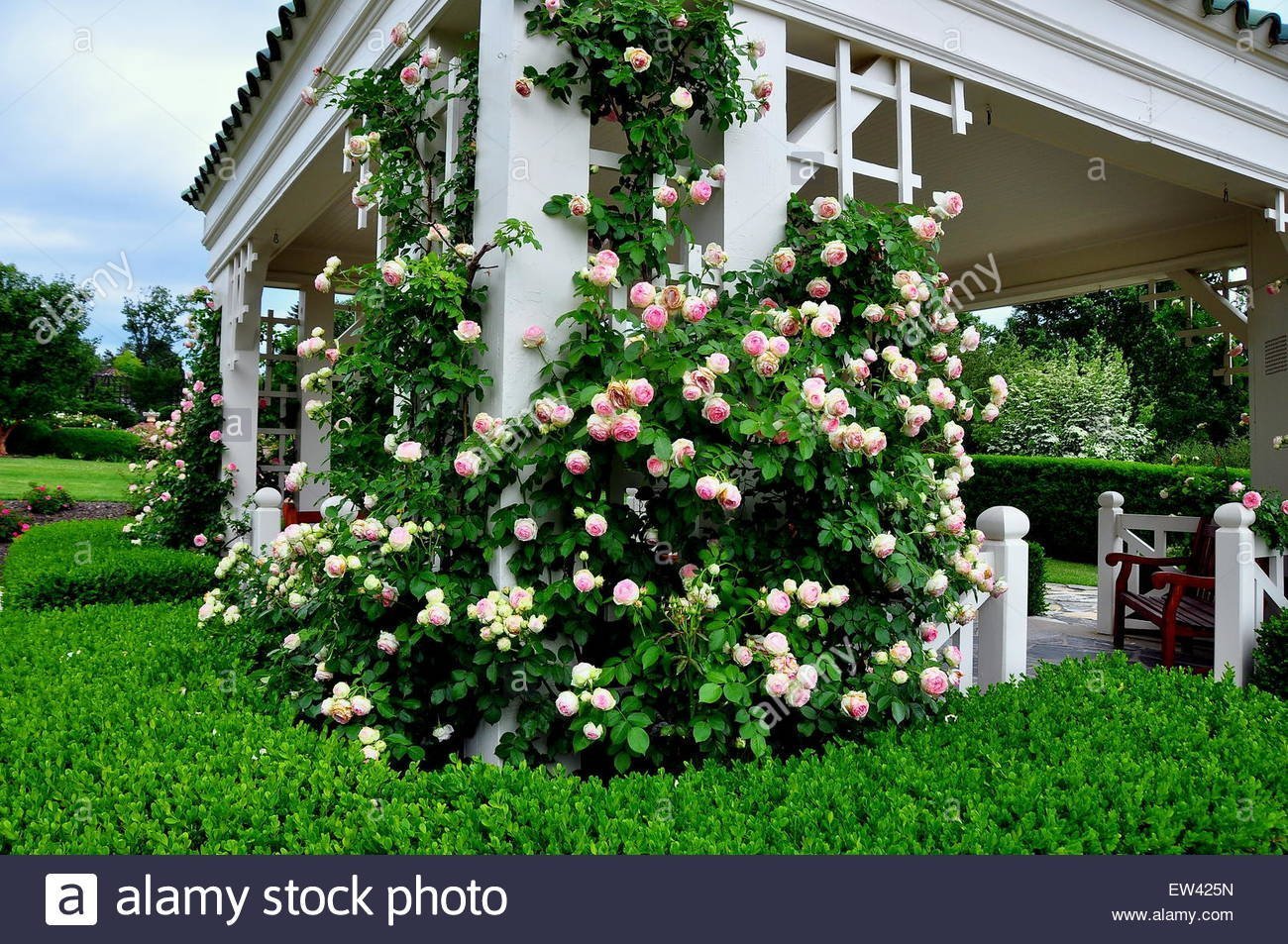 Плетистые розы в ландшафтном дизайне - 69 фото