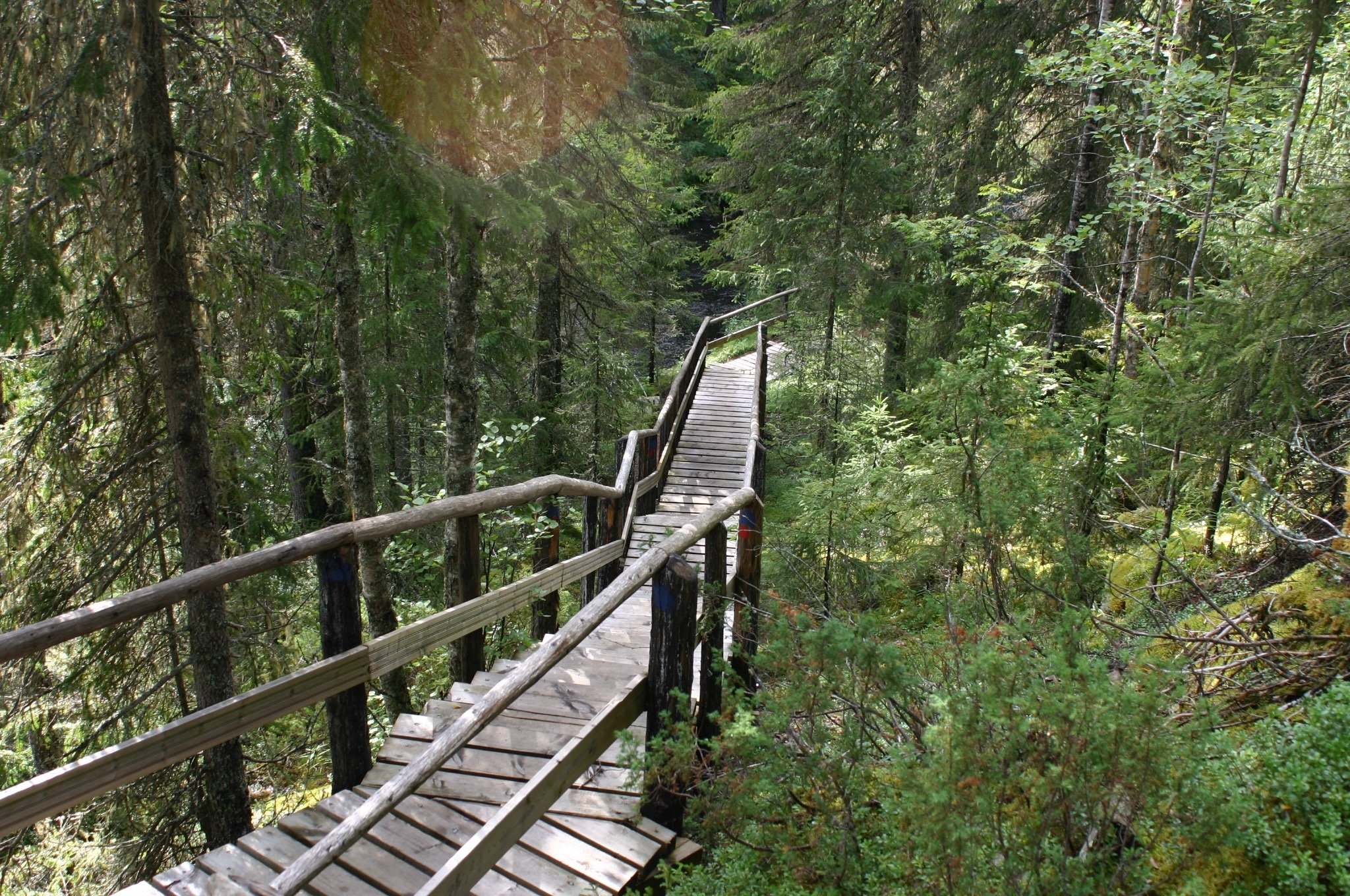 Сходи в лес. Лестницы в лесу США ПСС. Лес Колорадо лестница. Ступеньки в лесу. Деревянные ступени в лесу.