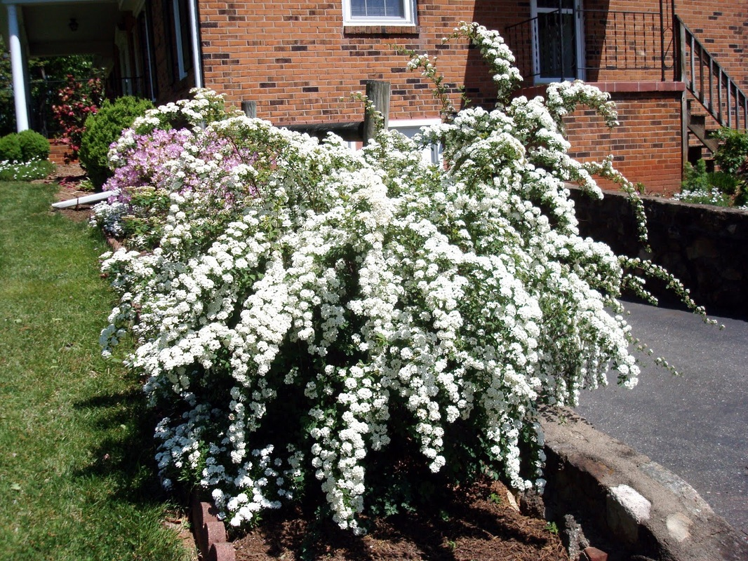 Спирея Вангутта Грефшейм. Спирея Вангутта (Spiraea vanhouttei). Спирея серая Грефшейм. Спирея японская Вангутта.