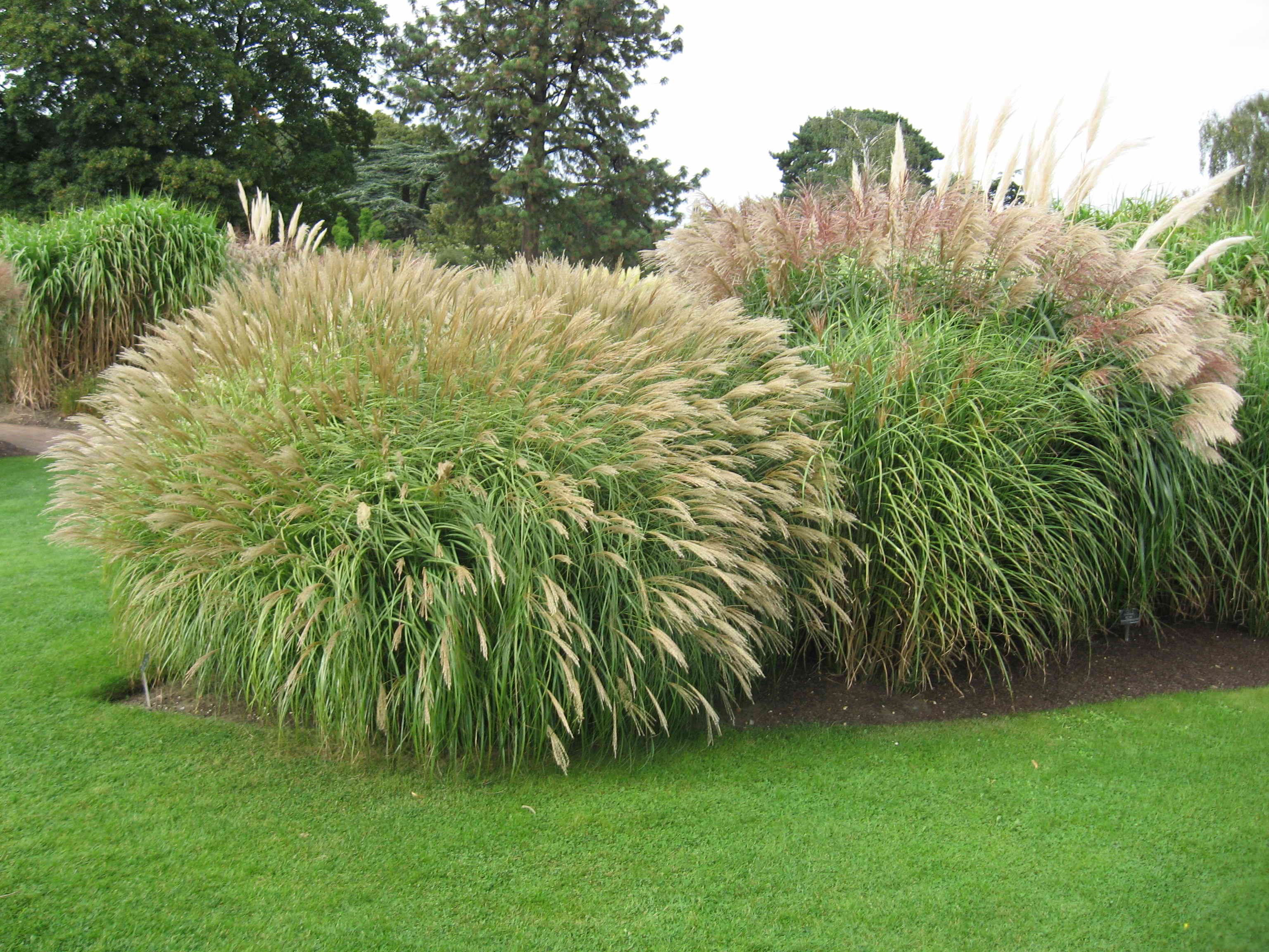 Мискантуса можно. Мискантус китайский Miscanthus sinensis Sirene. Мискантус Дроннинг Ингрид. Мискантус китайский Дроннинг Ингрид. Мискантус китайский "New Hybrids".