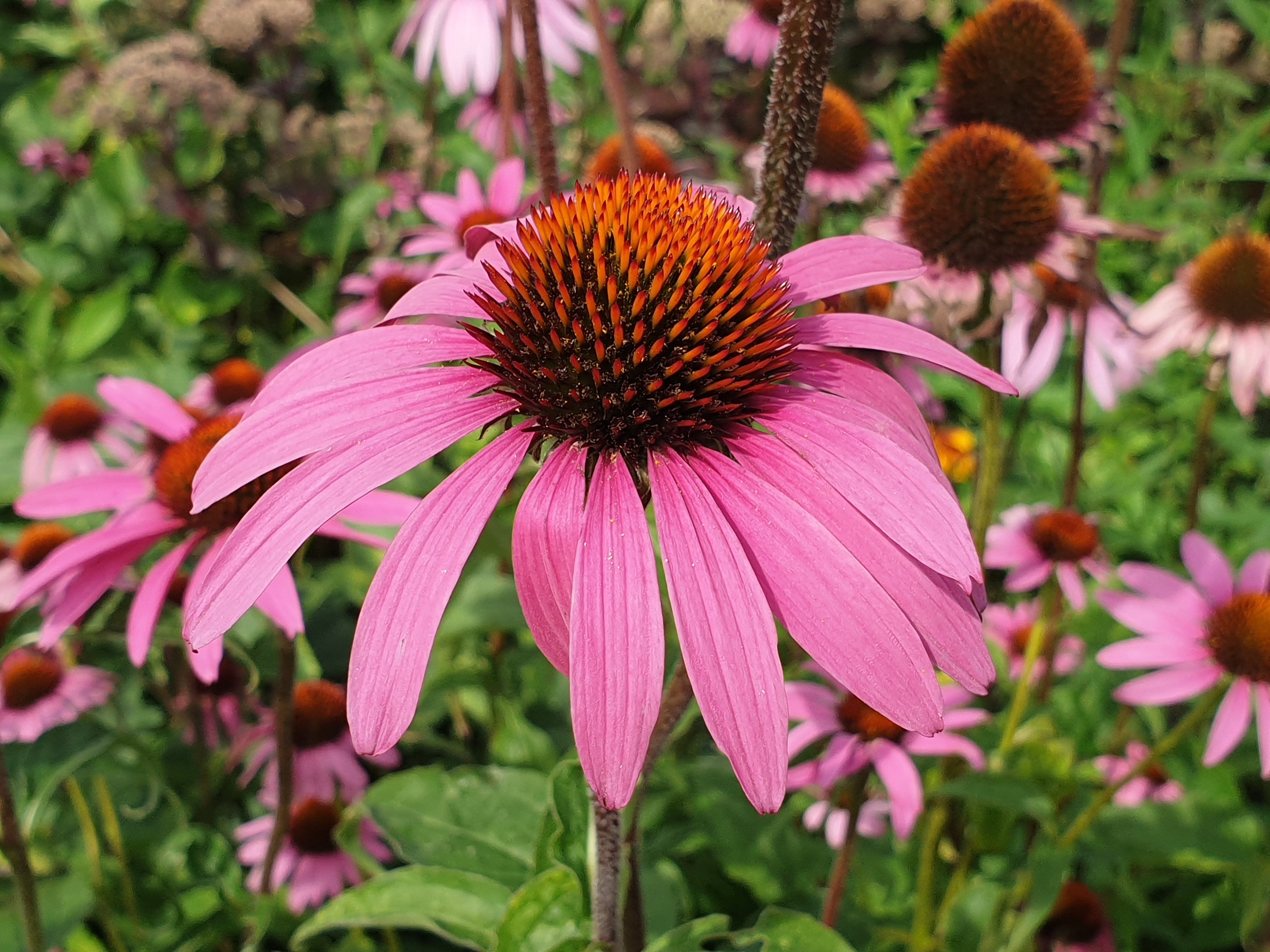 Эхинацея это. Эхинацея пурпурная / Echinacea purpurea "Prairie Splendor Deep Rose. Эхинацея Паррот. Эхинацея пурпурная мантия. Эхинацея пурпурная Гранада Голд.