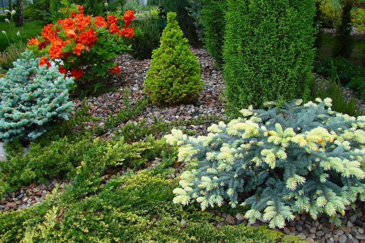 Список лучших хвойных растений для дачи и сада с названиями и фото