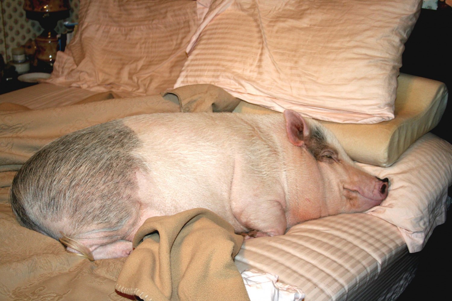 Свинья валяется. Спящий поросенок. Свинья в кровати.