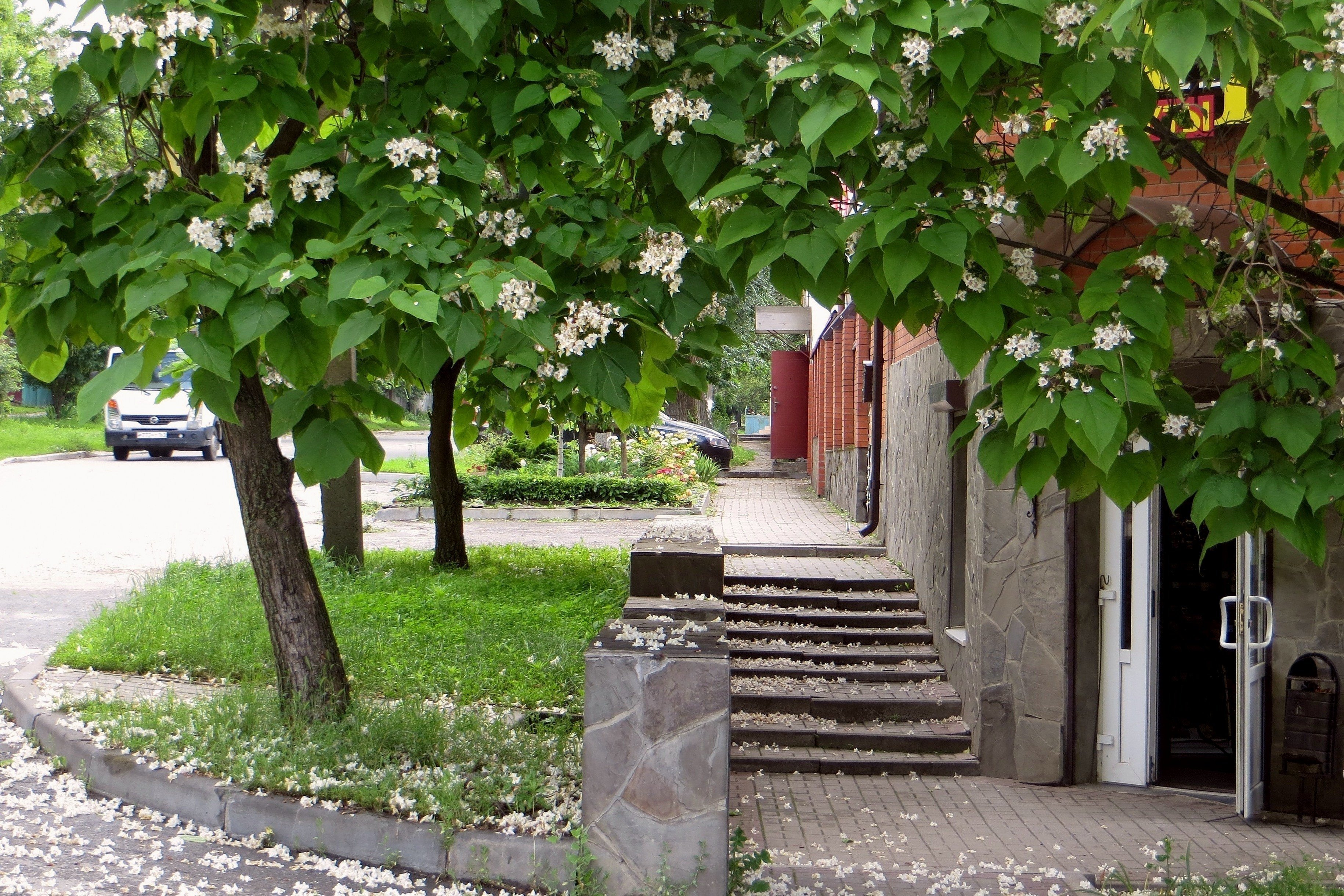 Вилла катальпа. Вилла катальпа Анапа. Катальпы города Армавира. Катальпа городской сад Краснодар. Катальпа во дворе.