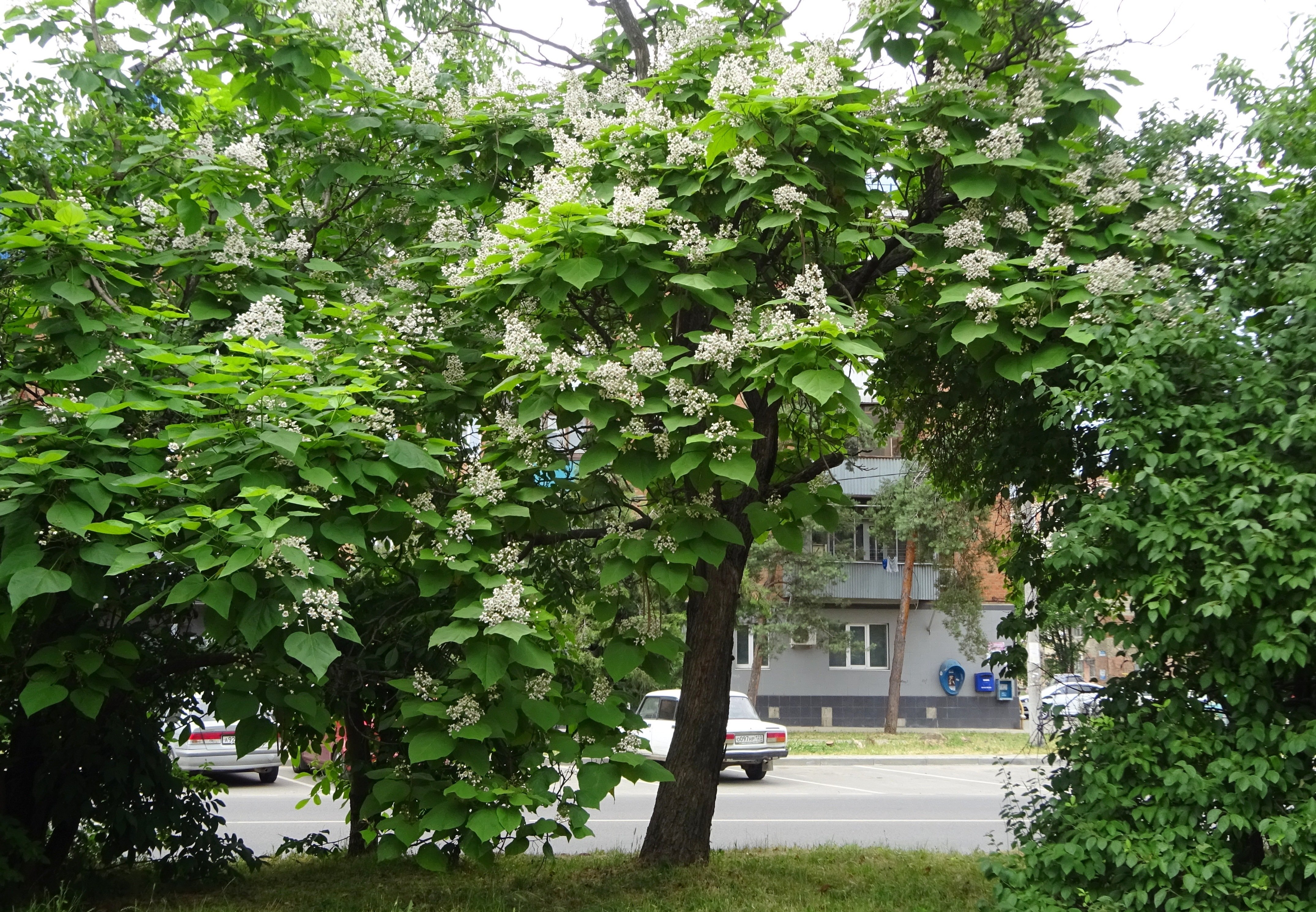 Вилла катальпа. Катальпа дарахти. Хилла катальпа. Вилла катальпа Анапа. Кутаиси катальпа.