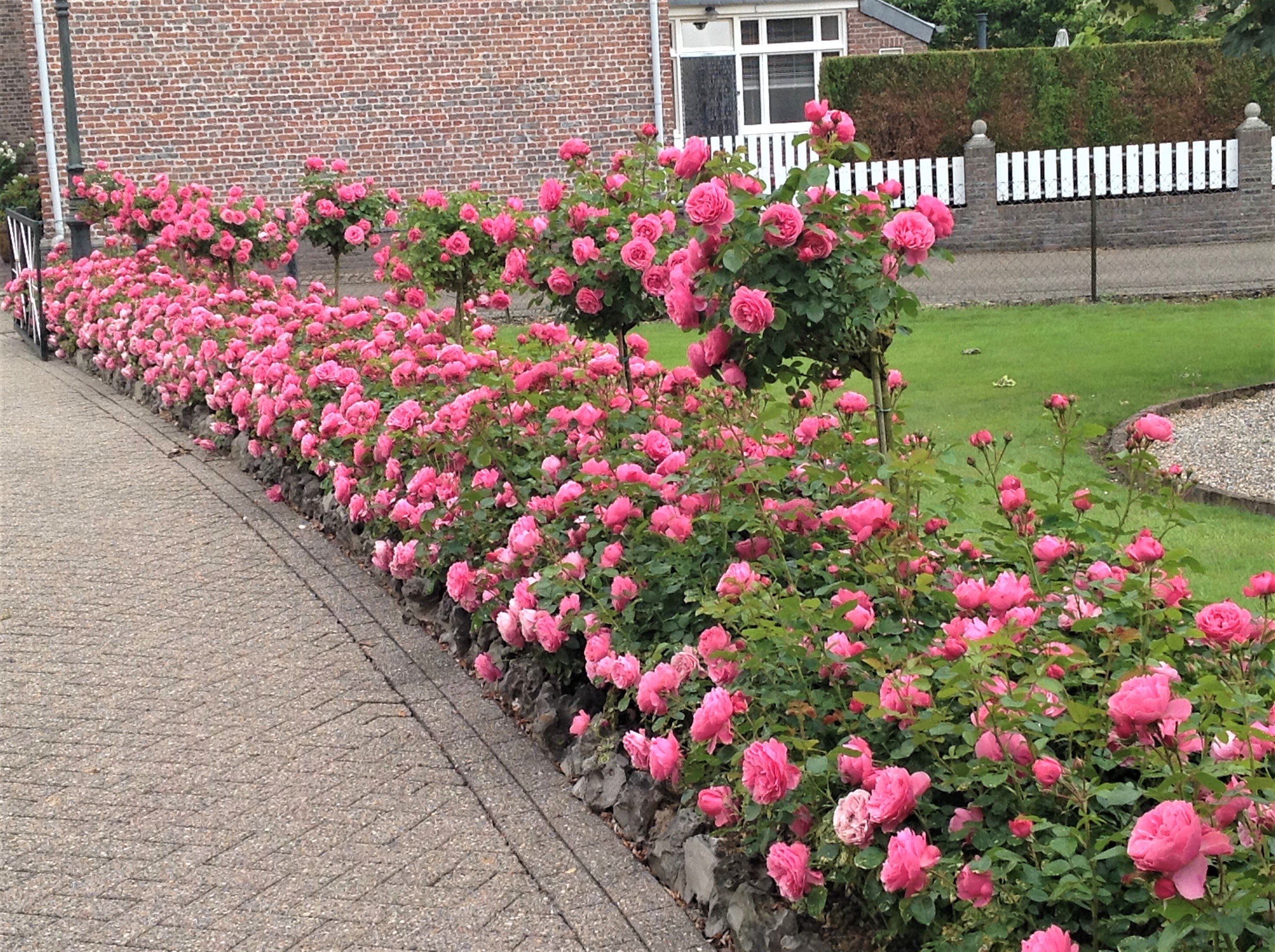 Парковые розы в ландшафтном дизайне - 70 фото