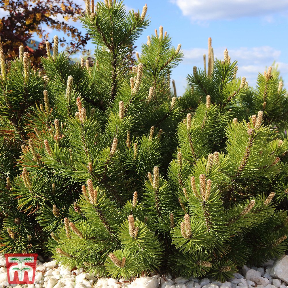 Pinus mugo pumilio. Сосна Горная Пумилио. Сосна Горная Муго Пумилио. Сосна Горная pumilio Пумилио. Сосна Горная Пумилио Мугус.