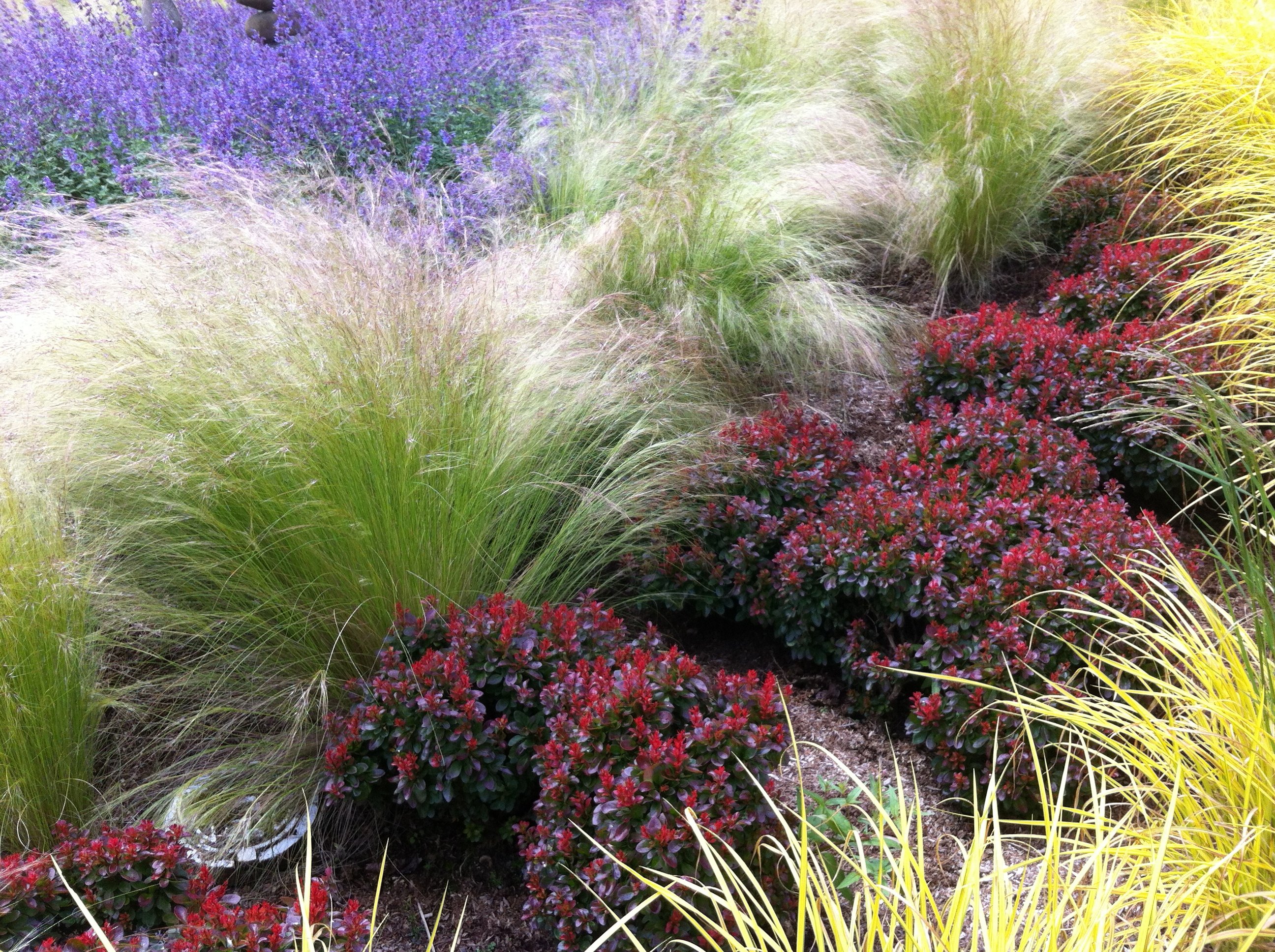 Декоративные травы в ландшафтном дизайне - 67 фото