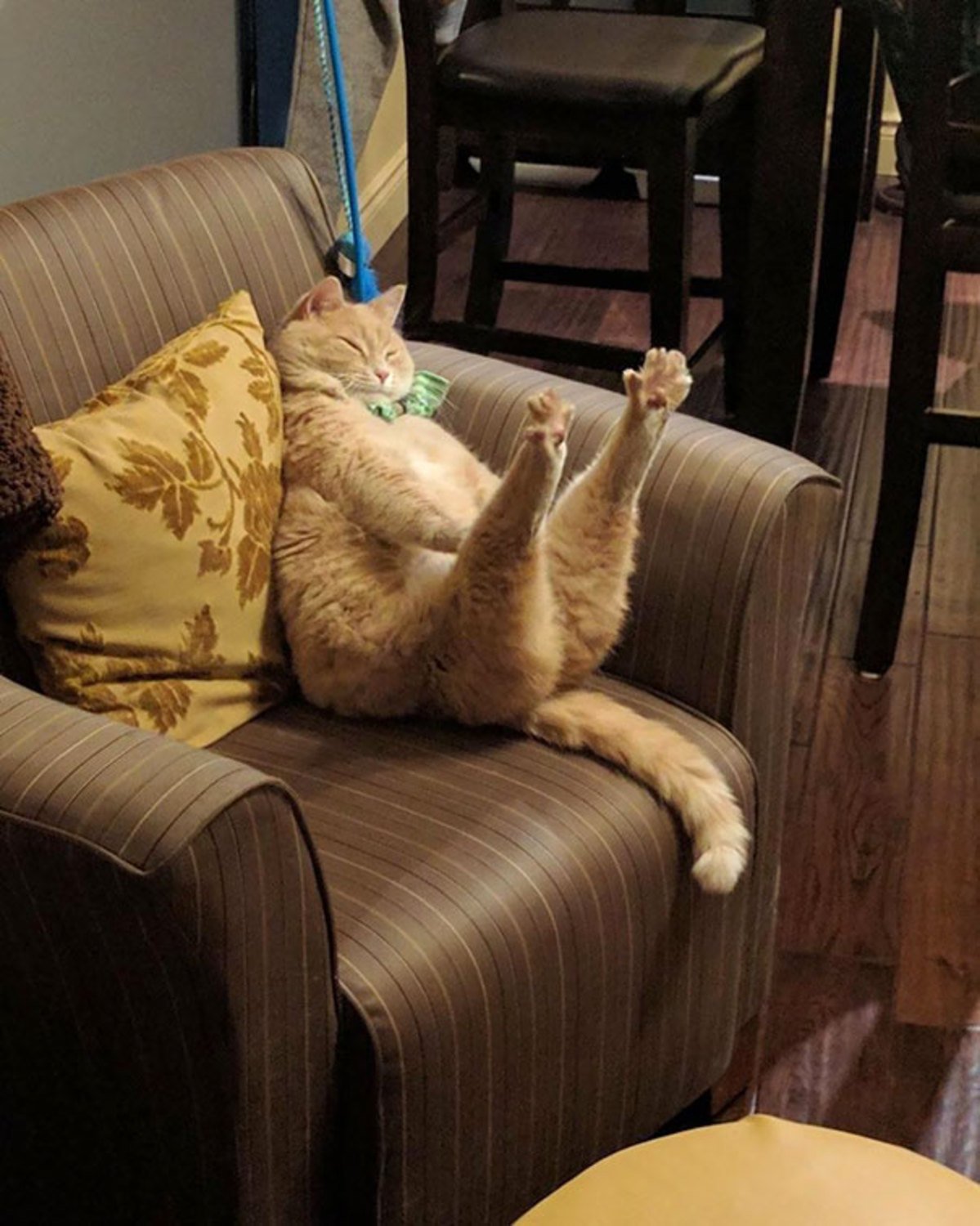 Кажется что дома кот. Дабл хоба кот. Кот на диване. Ленивый кот. Диван кошка.
