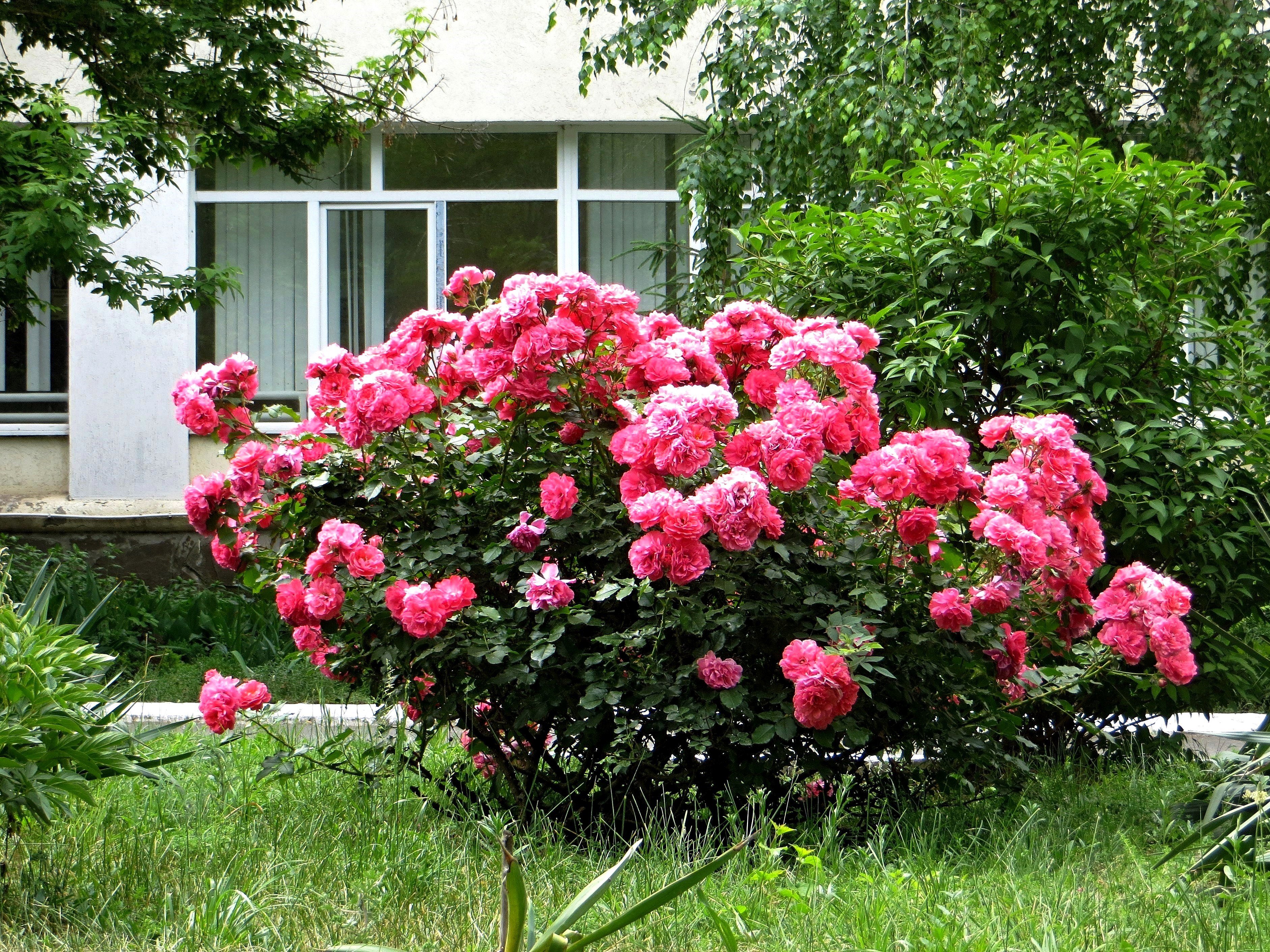 Роза розариум ютерсен в ландшафтном дизайне сада
