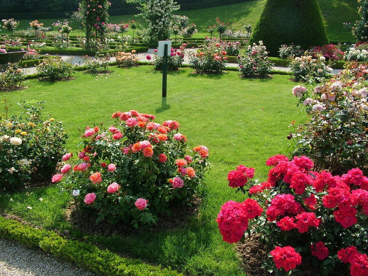 Розы флорибунда в ландшафтном дизайне - 67 фото