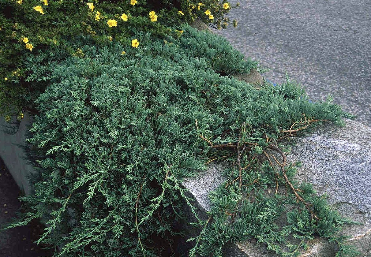 Можжевельник стелящийся. Можжевельник казацкий Вилтони. Juniperus horizontalis Wiltonii. Можжевельник горизонтальный Вилтони. Можжевельник Горизонт Вилтони.